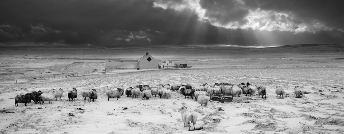 photos noir et blanc