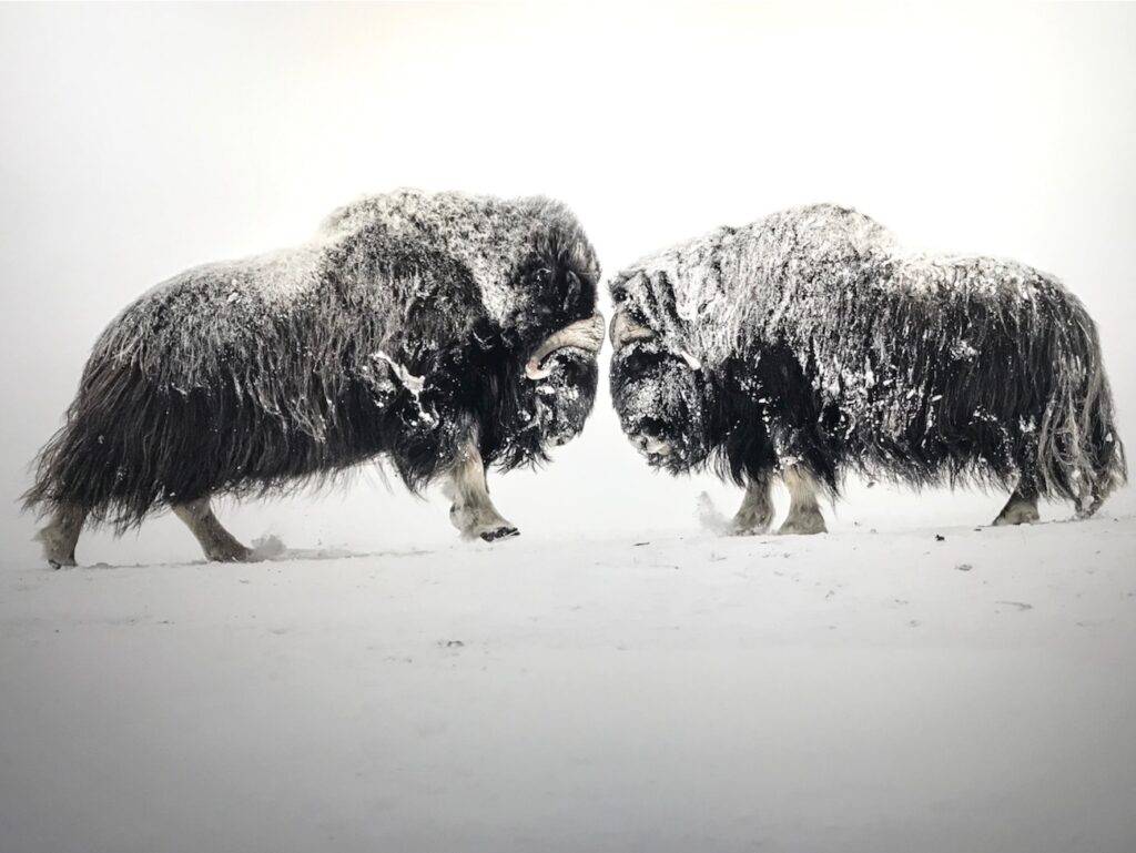 Vincent Munier Expo les 3 poles Nice City Guide Love Spots 04