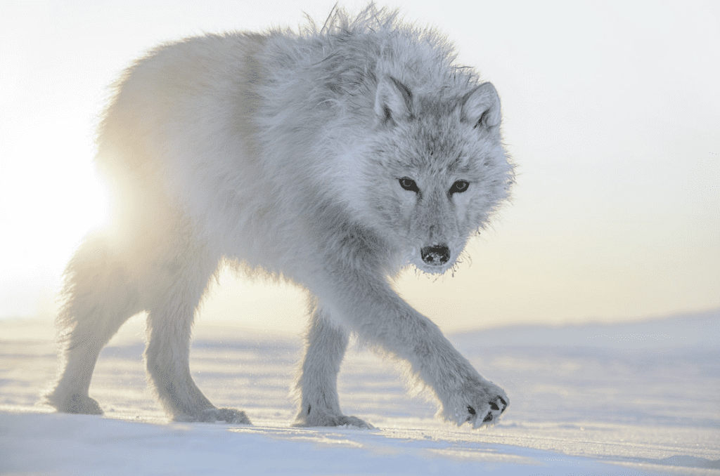 Vincent munier photo 1