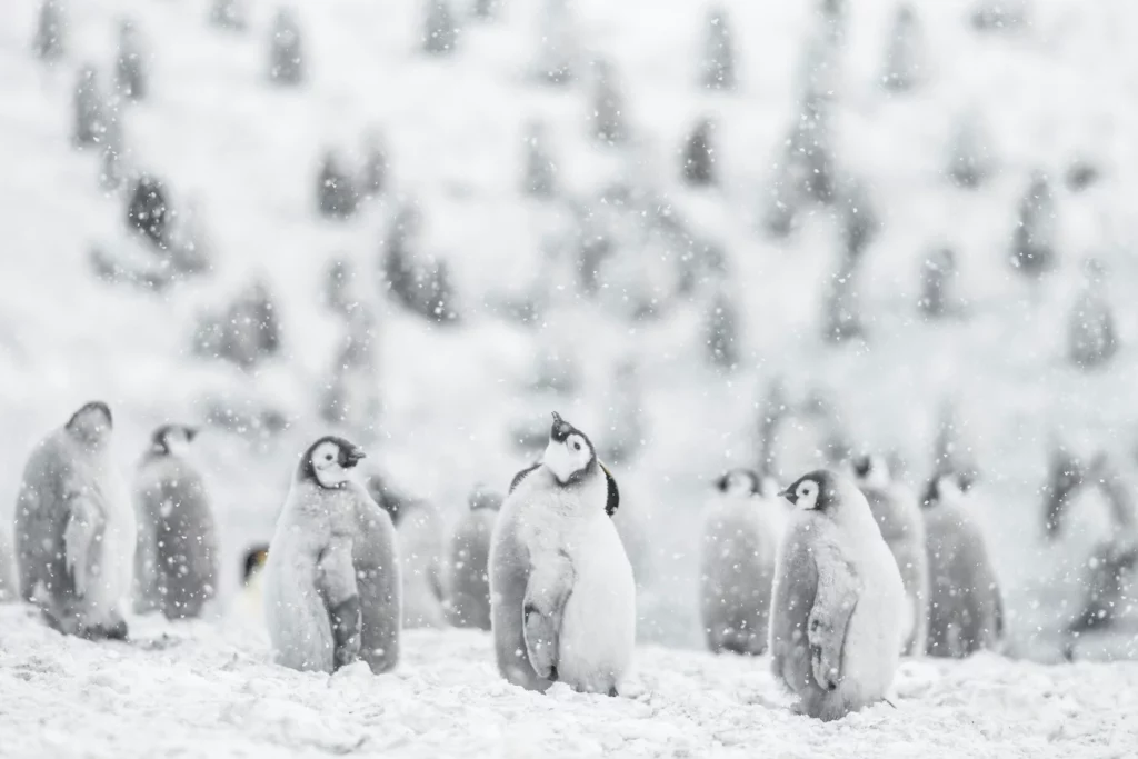 Vincent Munier