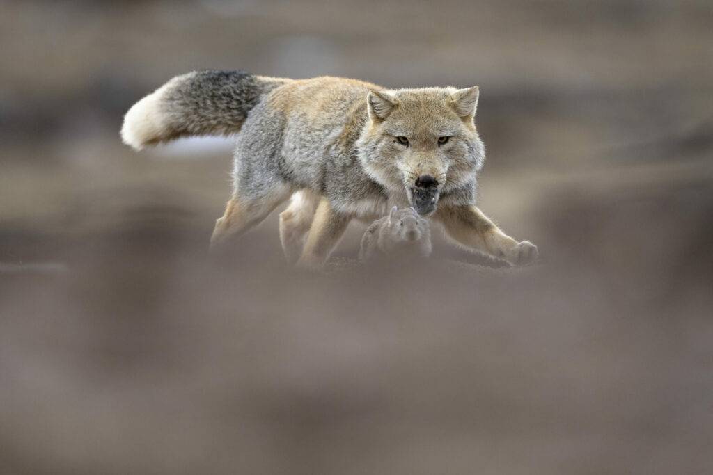vincent munier photo 4