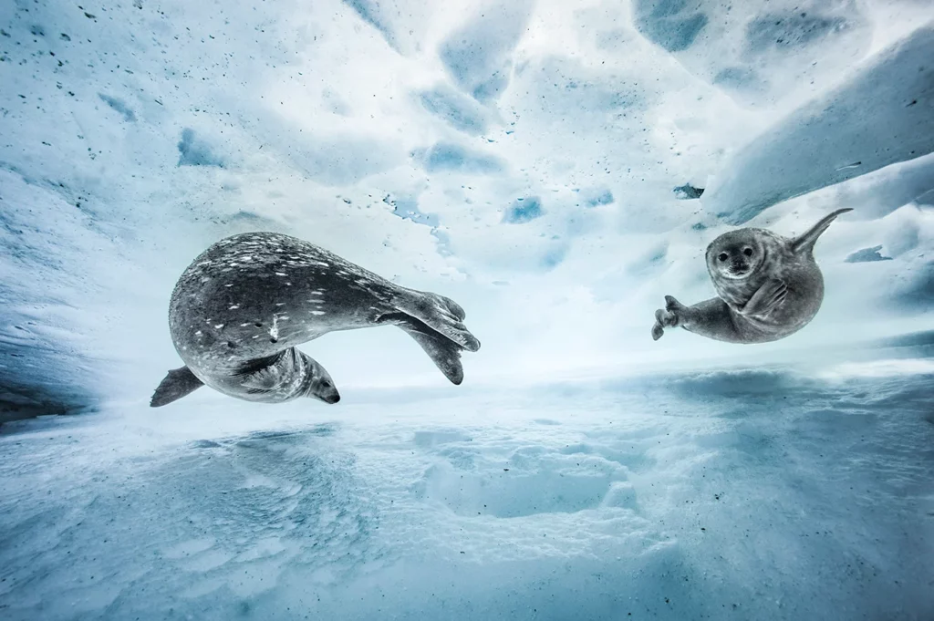 Vincent Munier