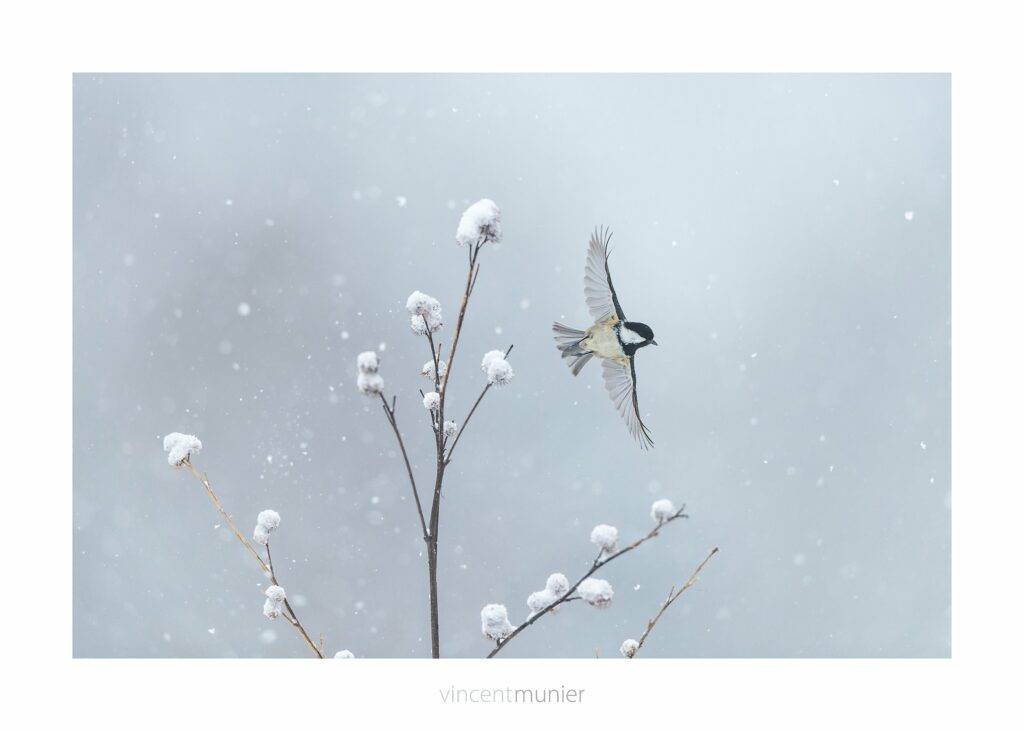 Vincent Munier