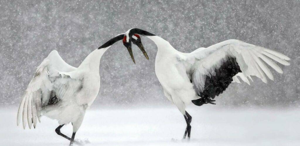 Vincent Munier