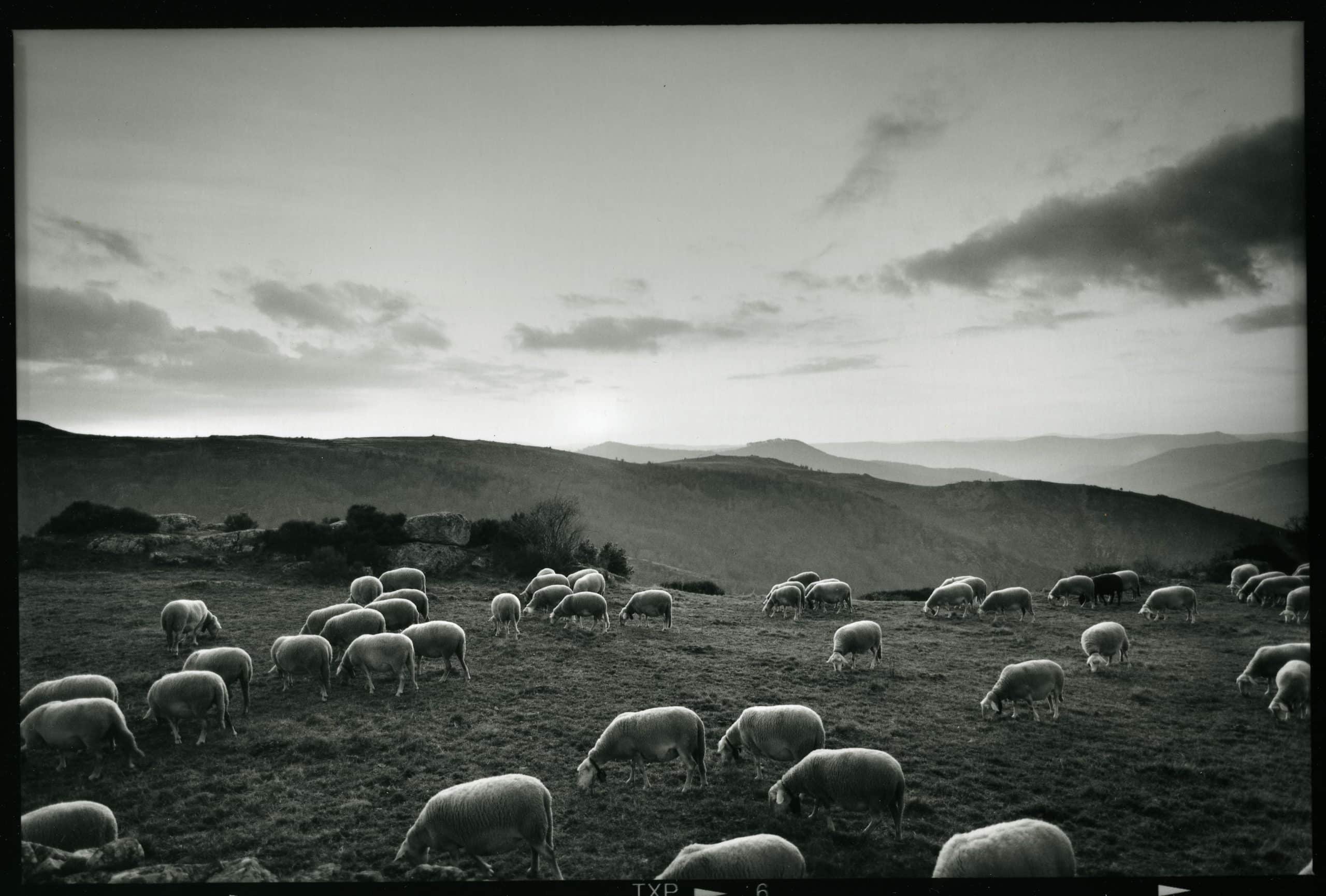 Raymond Depardon 6