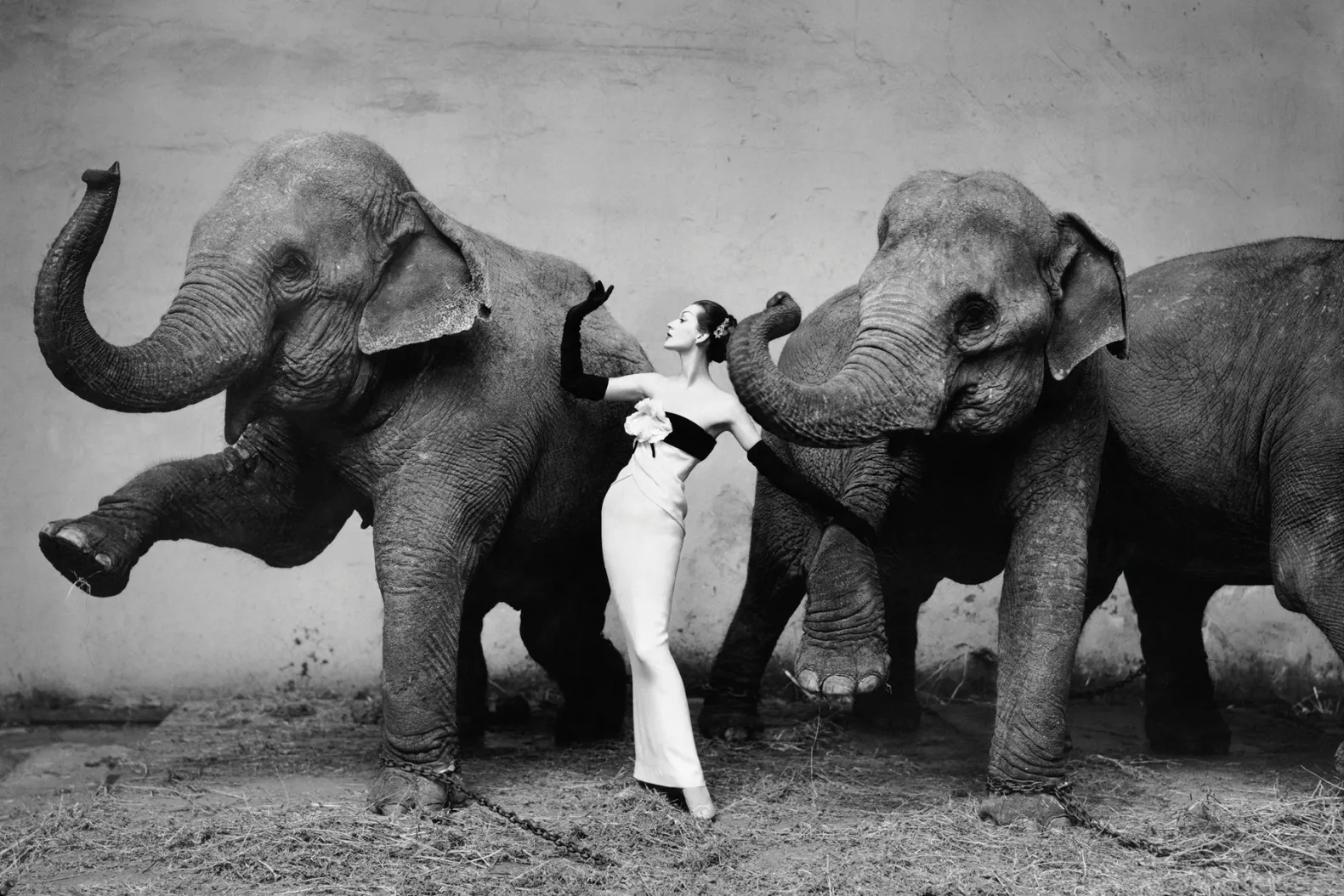 Dovima with elephants evening dress by Dior Cirque dHiver Paris August 1955